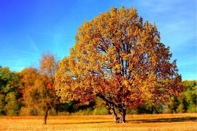 30 слов и предложений на немецком на тему «Осень»